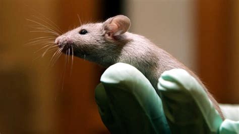 Perhaps Scientists Like Lab Mice TOO Much : NPR