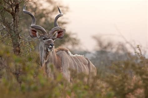 15 African Animals With Horns - Everything You Need to Know