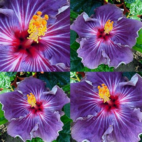 Purple Hibiscus Flowers Bloom 20 Seeds AM | Etsy