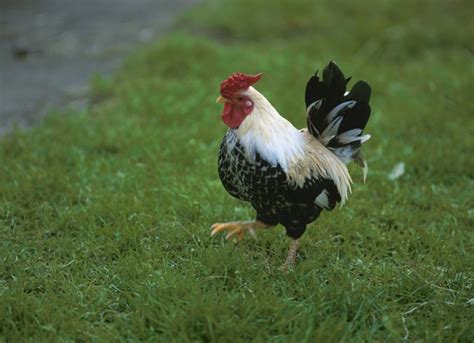 Use of Terramycin in Poultry | Cuteness