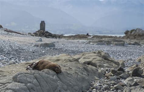 Kaikoura-Seal Colony-6935 | Manzhi Zheng | Flickr