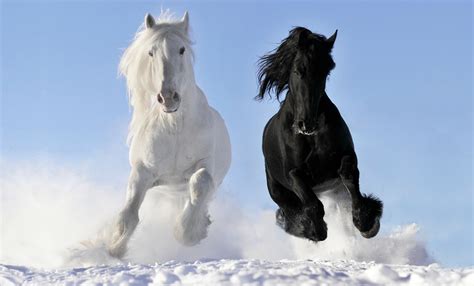 Winter Horse Wallpaper - WallpaperSafari