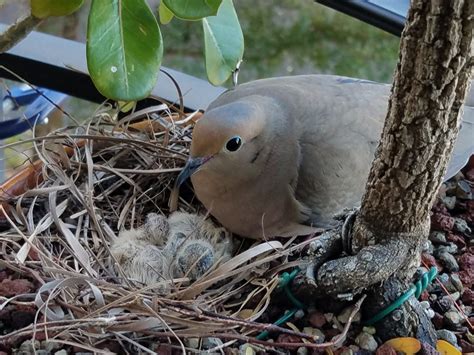 Mourning Dove Eggs Hatch