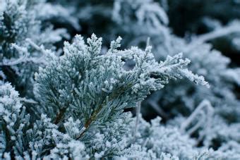 11 Cold-Weather Plant Superstars That Thrive in Chilly Winters | LoveToKnow