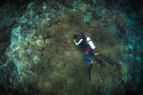 Tubbataha Reef National Marine Park - UNESCO World Heritage Site in the ...