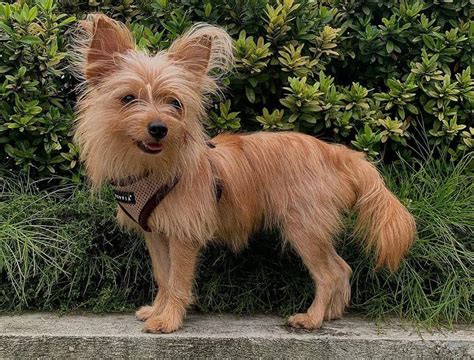 Yorkie Pom: All you need to know about the Yorkie Pomeranian mix - K9 Web