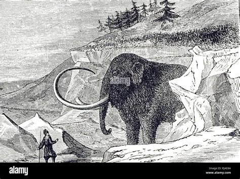 Woolly mammoth drawing hi-res stock photography and images - Alamy