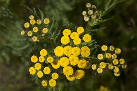 How to Make Natural Yellow Fabric Dye