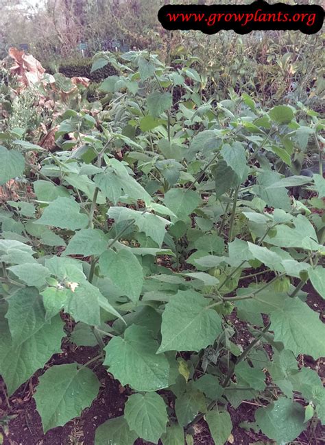 Cape gooseberry - How to grow & care