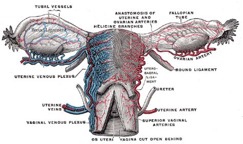 Ligaments of the uterus