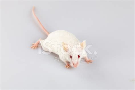 Albino Mouse Pose Stock Photo | Royalty-Free | FreeImages