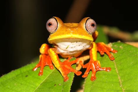 Biotope Foundation for Biodiversity | Biotope