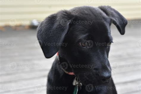 Adorable Face of a Black Lab Puppy Dog 9752694 Stock Photo at Vecteezy