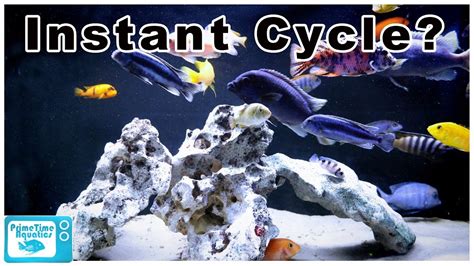 How to Cycle a Fish Tank FAST! – HousePetsCare.com