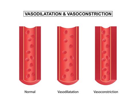 Normal, vasodilation and vasoconstriction blood vessel, vector ...