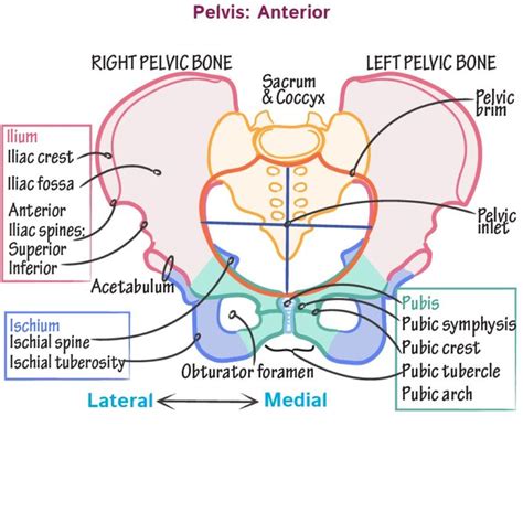 Pelvis Female | Basic anatomy and physiology, Pelvis anatomy, Medical anatomy