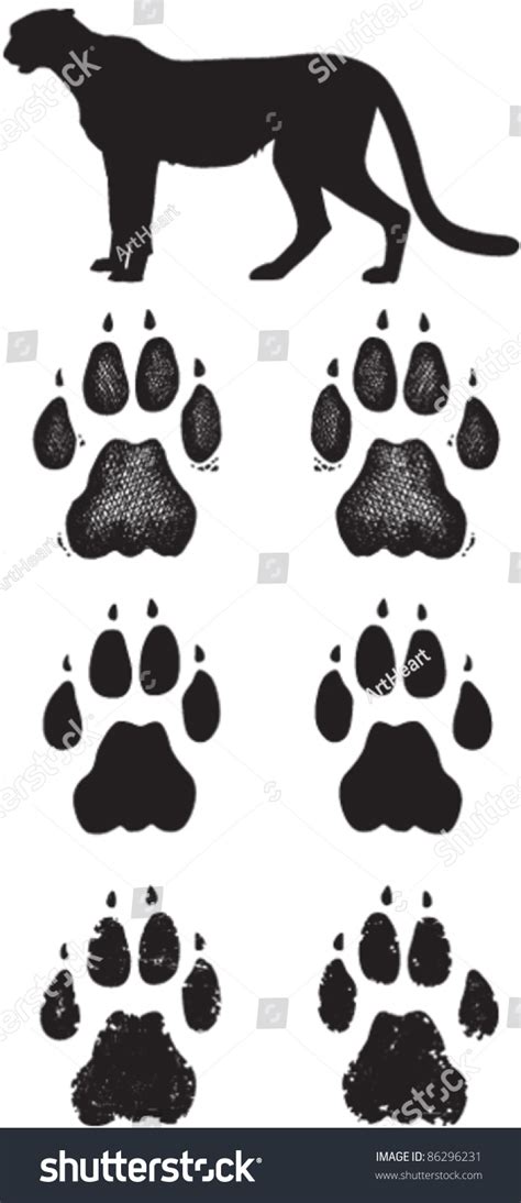 Cheetah Paw Prints Tracks Three Vector Stock Vector (Royalty Free) 86296231 | Shutterstock