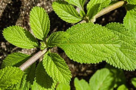 Types Of Mint Plants: How To Grow And Use Popular Mint Varieties