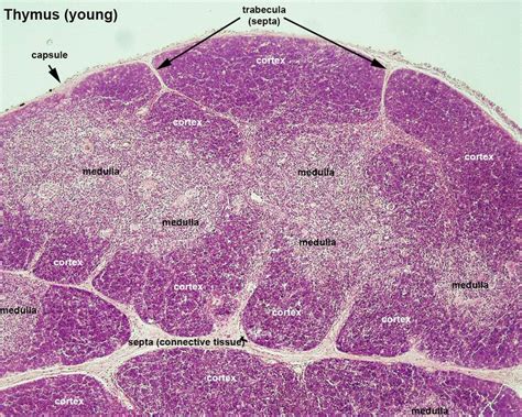 Thymus Gland Histology Labeled Anatomyforme Endocrine Histology | My XXX Hot Girl