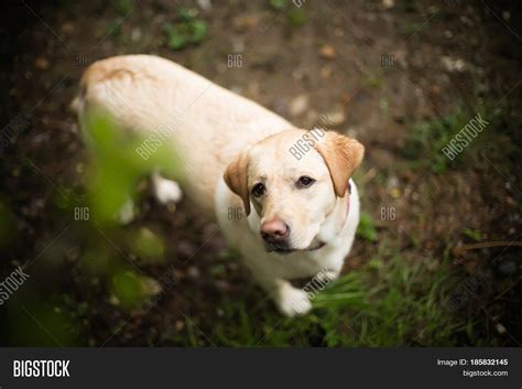 Yellow Lab Image & Photo (Free Trial) | Bigstock