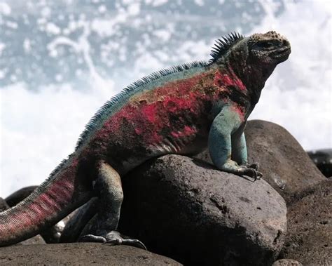 Marine Iguana - Facts, Diet, Habitat & Pictures on Animalia.bio