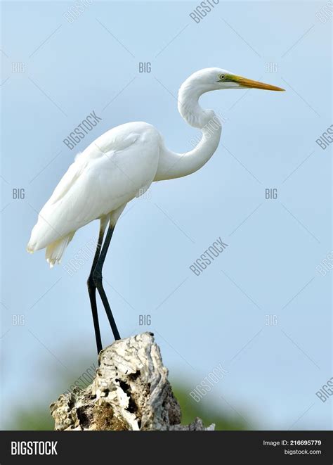 Great Egret Blue Sky Image & Photo (Free Trial) | Bigstock