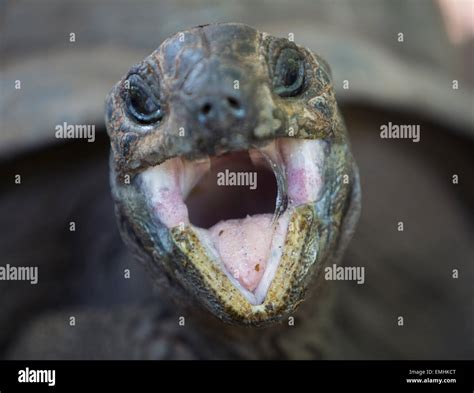 giant tortoises sanctuary on prison island, Zanzibar Stock Photo - Alamy