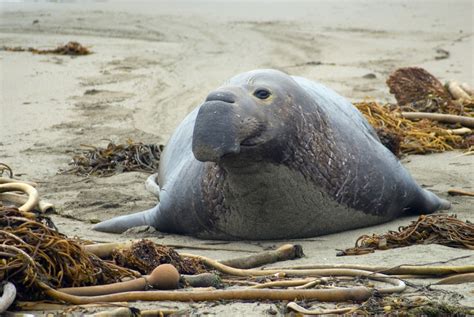 Free Stock photo of Elephant seal on a beach | Photoeverywhere