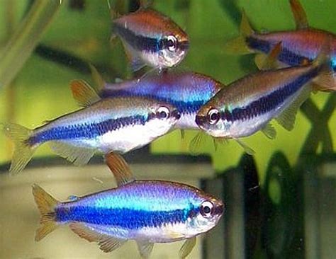 Everything about Successful Tetra Fish Breeding