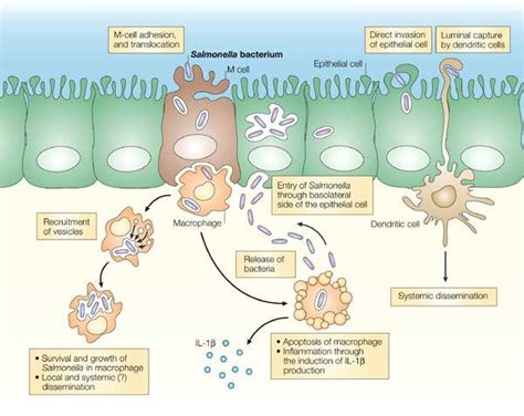 Diagram of Salmonella infection. The three main routes of Salmonella ...