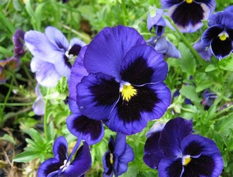 Purple and Blue Pansy Seeds Flower Seeds 50 Seeds | Flower seeds ...