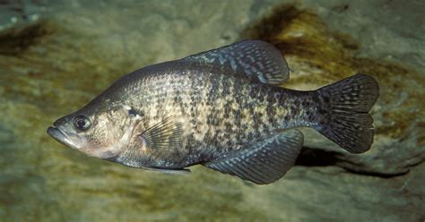 Critter of the Week: Crappie