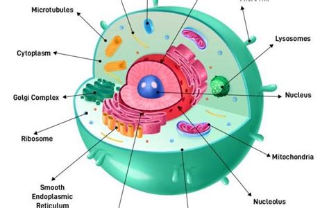 Animalia Cell Diagram