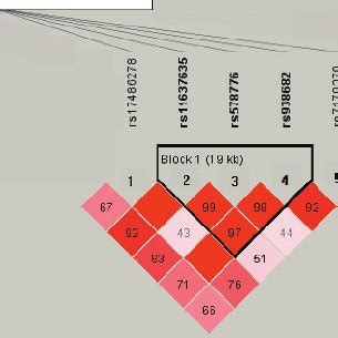 Haplotype structure of all markers. | Download Scientific Diagram