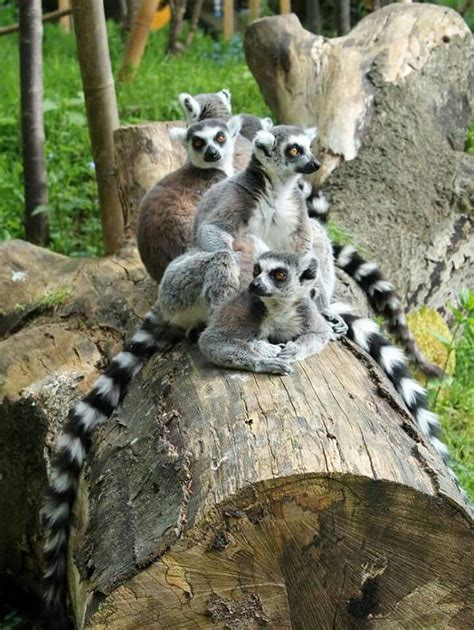 Pin by Ceri Ann Duncan on Lemurs & Monkeys | Animals, Lemur, Monkey