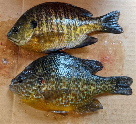 “Bluegills” — Jeff Elliott Outdoors