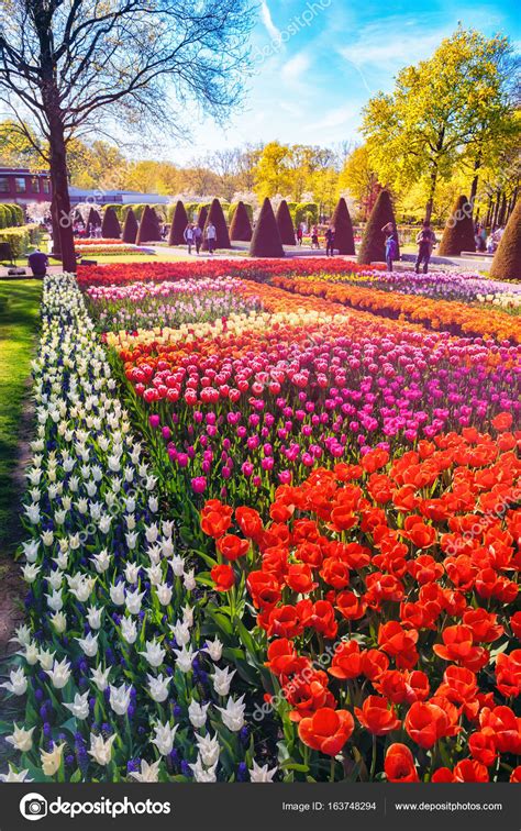 Spring landscape with multicolor tulips — Stock Photo © paulgrecaud #163748294