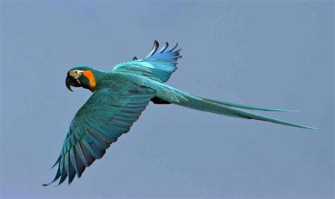 Blue-throated Macaw... Endemic to Bolivia. Est.