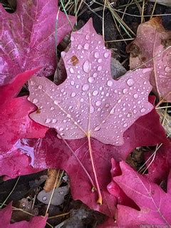 Fall Maple Leaf - Idaho | Johnny Creek area, Pocatello, Bann… | Flickr