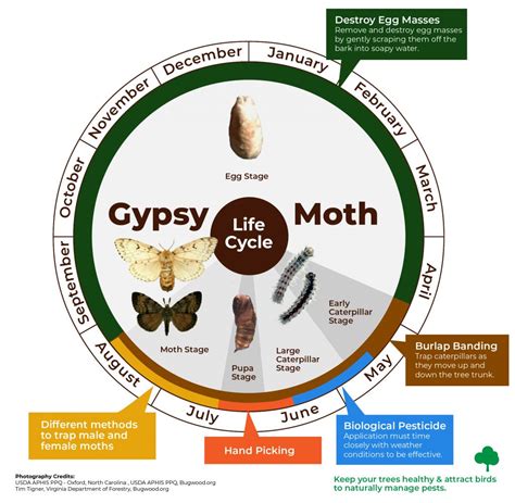 The Gypsy Moth – Elora Environment Centre