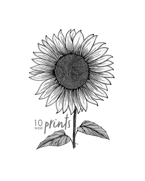 Sunflower Ink Sketch Print / Kansas State Flower Printable / - Etsy