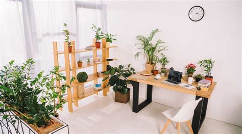 Beautiful Low-Light Office Plants that are Low-Maintenance – Bloombox Club