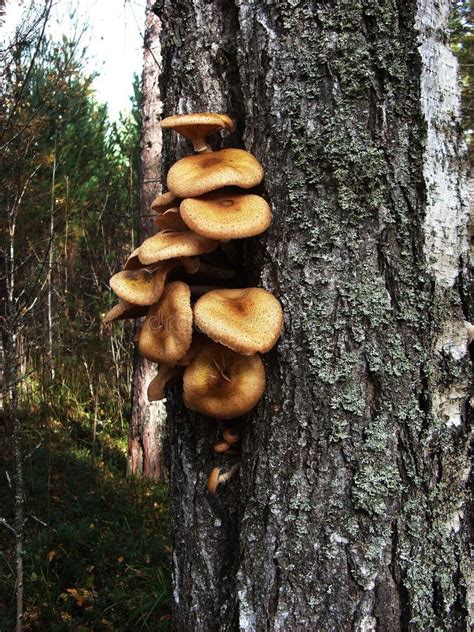 Sur Le Tronc De L'arbre De Bouleau Cultivez Les Agarics Comestibles De Miel De Champignons Image ...