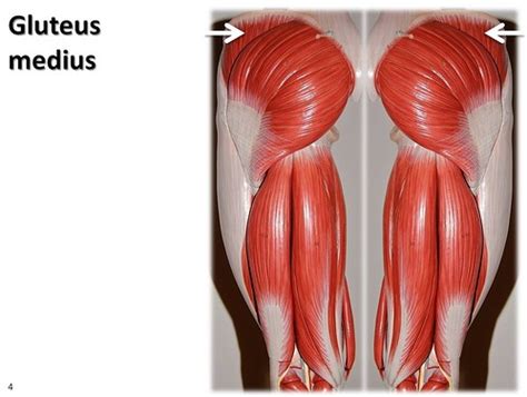 Gluteus medius - Muscles of the Lower Extremity Anatomy Vi… | Flickr
