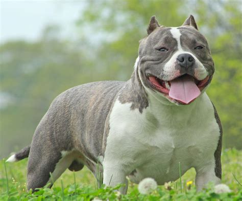 American Bully Puppies: A Complete Guide and Facts