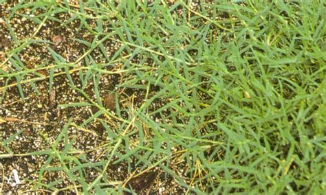 Bermudagrass Yearly Maintenance Program | Home & Garden Information Center