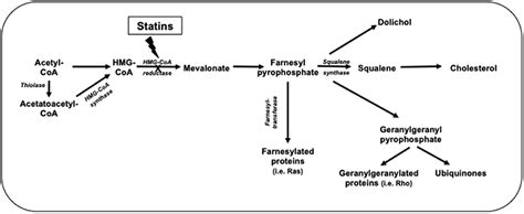 Frontiers | Hydrophilic or Lipophilic Statins?