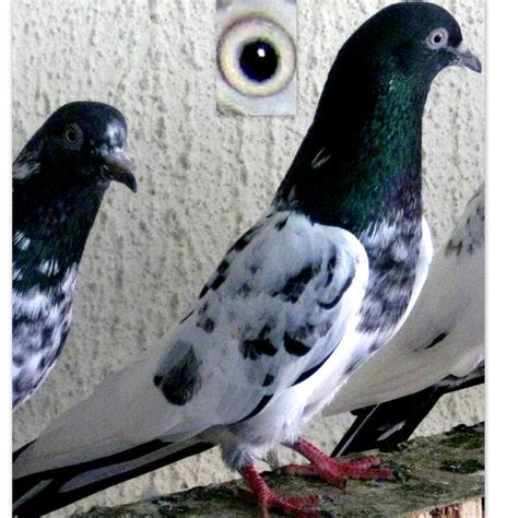 Teddy pigeons and eye ~ Kabootar Baaz | Pakistani Tipplers | Pigeons Photos | Pigeons For Sale ...