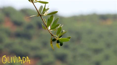 Greek Olive Tree Symbolism - Olive Tree Meaning