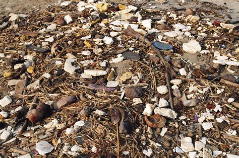 Fort Cochin Beach is not the tidiest beach in the world - A Picture ...